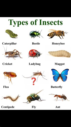 Types of Insects 😱 #insects