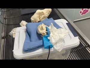 Lateral Positioning for Cat Dental Radiographs