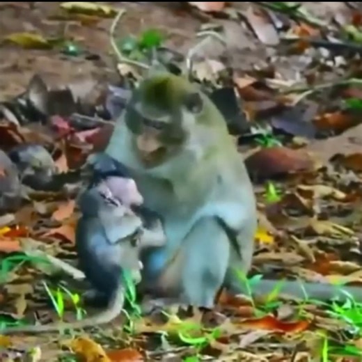 Video is exploding: Unbelievable Footage Shows a Mother Monkey Harming Her Own Child Against All Natural Maternal Instincts. | Monkey families