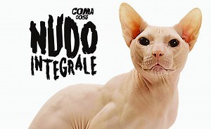 Nudo integrale è il nuovo singolo dei Coma_Cose