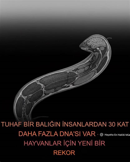 Ortaokul Fen Notları | İnsan DNA’sının 30 Katına Sahip Balık! Hayvanlar aleminin yeni bir genom şampiyonu ortaya çıktı: Güney Amerika solungaçlı balığı... | Instagram