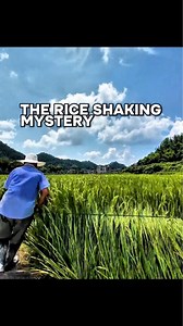 In China, farmers use traditional manual techniques like pulling ropes and swinging bamboo sticks to shake rice plants, facilitating cross-pollination essential for producing high-quality hybrid rice seeds. This delicate process, known as “yáohuā shòufěn,” ensures pollen from male sterile and restorer lines mix effectively, boosting crop resilience and yield. Practiced for over fifty years and pioneered alongside Yuan Longping’s hybrid rice innovations, these labor-intensive methods remain vital