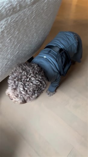 stash (@stash.pro)’s videos with original sound - lolzz