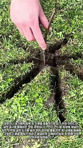 잔디 손상 최소화! 묘목 심기 쉬워지는 원예 아이디어 #worker #process #plant #garden #tools