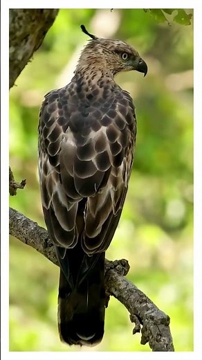 12 Colorful Birds Singing Beautiful Morning Melodies 🐦🌈 | Pure Nature Relaxation#birds#nature#short