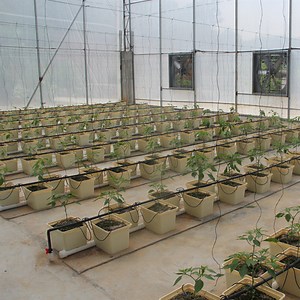 [Hot Item] Bato Bucket Dutch Bucket Hydroponics Farming for Growing Plants in Buckets