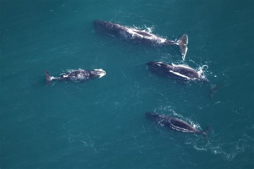 International Survey Counts Bowhead and Beluga Whales in the Beaufort Sea