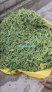 Phaseolus vulgaris common bean is a plant grown worldwide 4 edible dry seeds r green unripe pods.