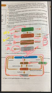 Carbon is a component of all major biological molecules. Carboh... | Filo