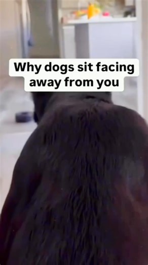 Dogs sit facing away from you as a sign of trust… #dogs #dogsoftiktok #fyp | Brett Henry