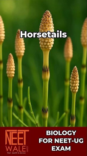 Horsetails | Pteridophyte | Plant kingdom | class 11 Biology for NEET UG | #science #biology #neet