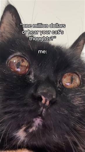 One Million dollars or hearing your cat's thoughts? #dailykugel