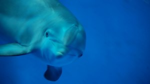 Dolfinarium: ja of nee? - Vroege Vogels - BNNVARA