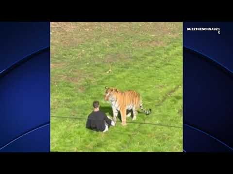 Man dies after jumping into tiger's enclosure