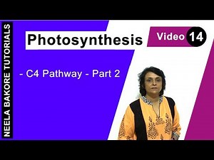 Photosynthesis | NEET | C4 Pathway - Part 2 | Neela Bakore Tutorials