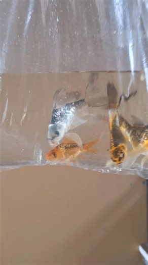 11 reactions | ✨ Our long time customer is back for the 3rd time in 2 weeks — adding some more stunning butterfly koi to their collection! Always a pleasure serving passionate fish lovers.  | Mru Fish Farm | Facebook