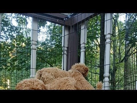 MiniPoodles&Doodles4Adoption is live!