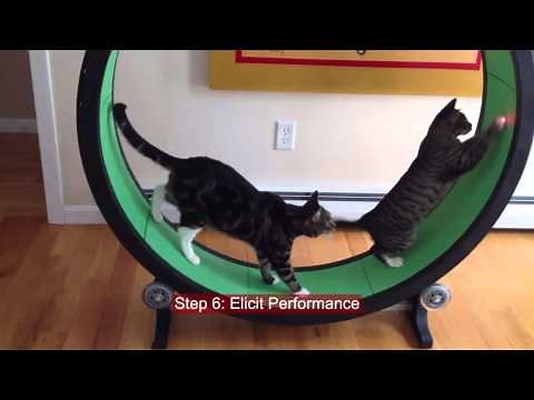 Gagnes 9 events of instruction featuring cats