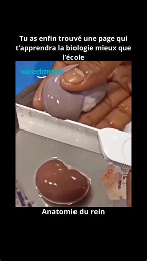 Biologie.Explicative on Instagram: "À l’intérieur d’un rein, on distingue deux parties principales : le cortex rénal et la médulla rénale 🫘. Le cortex est la couche externe, de couleur brun-rouge et d’aspect granuleux 🔴, tandis que la médulla est lisse et située à l’intérieur ⚪. Dans la médulla, des pyramides rénales en forme de cône collectent l’urine 🚰. Celle-ci passe ensuite dans les calices mineurs, puis dans les calices majeurs et enfin dans le bassinet (pelvis rénal) 🫗, avant d’être év