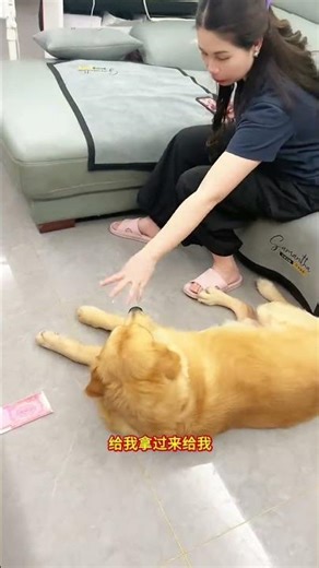 难怪有时候找不到钱！ #pets #美女搞笑 #funny