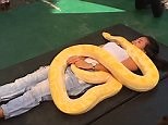 Philippine zoo offers a massage by 50kg albino Burmese python