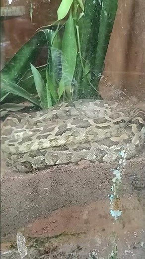 Python's coiling style! see the description #python #snake #reptiles #zoo