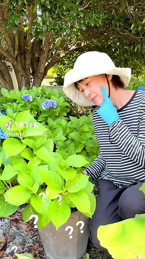 アジサイの剪定方法と咲かなかった理由