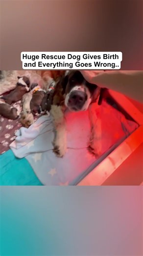 Caring for Daisy and Her New Puppies: A Journey