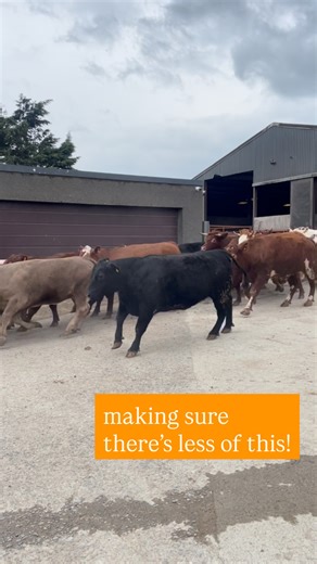 26 reactions | Our new 5’ Self Closing Pedestrian Gate = ensuring...