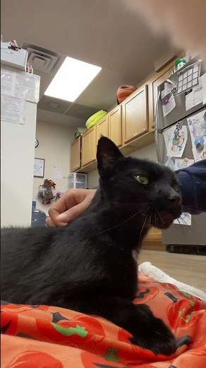 Love Bites Explained #cats #catbehavior