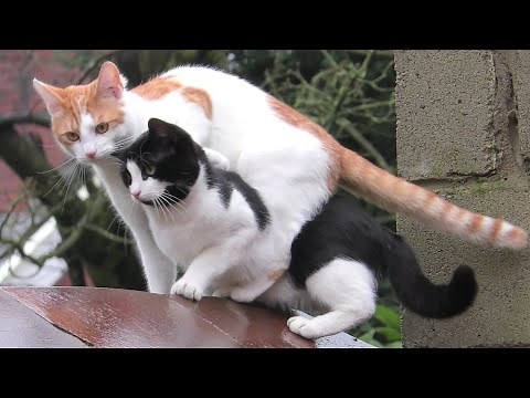 Amazing ! Cats Jump At The Same Time, Land On Top Of Each Other