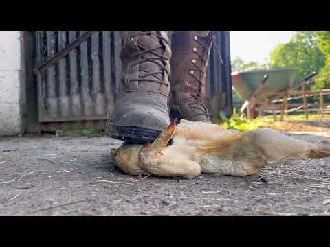 Crushing a rib cage in one stomp 🥾 #bootcrush #crushing #crushingfood #crush