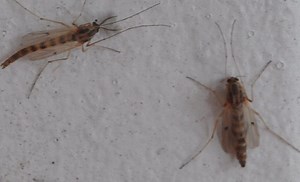 Midge Invasion Along Lake Erie Begins