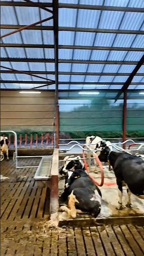 install of new delaval robotic milkers before Santa comes #milkingrobot #dairyfarm #delaval