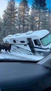 93K views · 400 reactions | A shocking video captures two massive bison relentlessly ramming a light gray motorhome in a snowy campground, eventually tipping the entire vehicle onto its side in a destructive display of raw power. | The Daily Pawcast | Facebook
