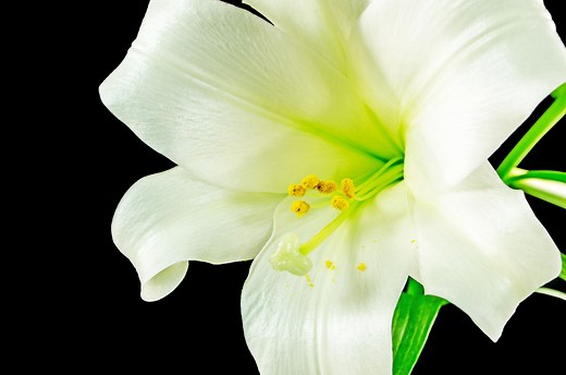 The Meaning Behind Easter Lilies Might Surprise You