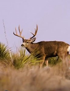 During the podcast with Hunter Hogan , Greg referenced a crazy shot in the wind that Hunter made where the arrow breaks on impact. Some folks have asked so here it is. Great shot Hunter!! WOW! Mathews Archery, Inc. | BowJunky Media