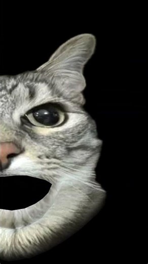 Maow maow maow e e e 🐱