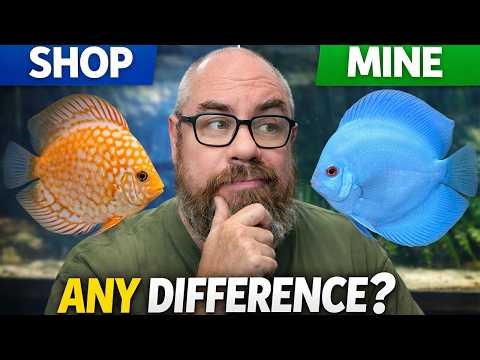 I Compared My Discus to Local Fish Shops… Here’s What I Found