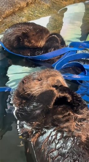 22K views · 745 reactions | Synchronized sleeping with Matti and...