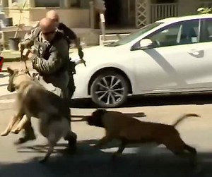 Pitbull Attacks A K-9 Police Dog & Gets Tased!