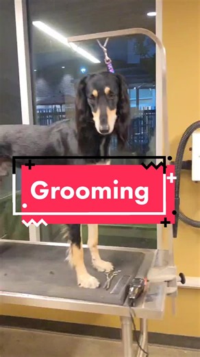 Saluki Show Grooming Tips and Techniques