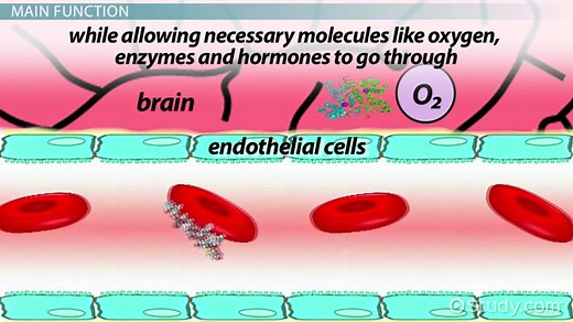 Endothelial Cells | Definition & Function