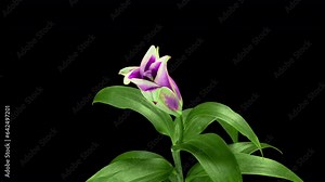 A flower opens. Pink lily flower on a black background, known as Lilium parryi. time interval