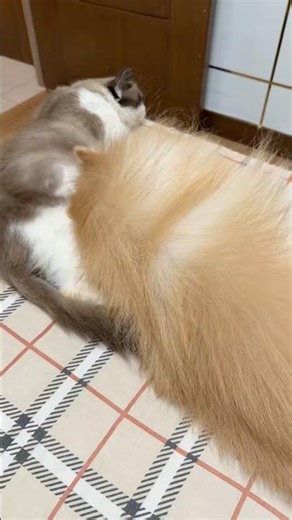 Baby V and Jake taking a nap?!