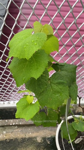 2 Jenis Anggur Import dalam 1 Pohon