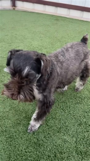 The Pet Lounge would like to welcome Miss Ruby Brewer for her first stay🌸☀️🐾 She has made some great friends already and we’re thrilled to have her! Lily, Jake, Reo and Remi are showing her around and are making sure she feels the 💜 | The Pet Lounge