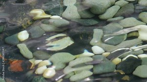 seeing the pebbles at the bottom of a pond through wobbling water surface