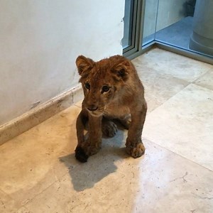 291K views · 784 shares | So we rescued this Angel yesterday. He was...