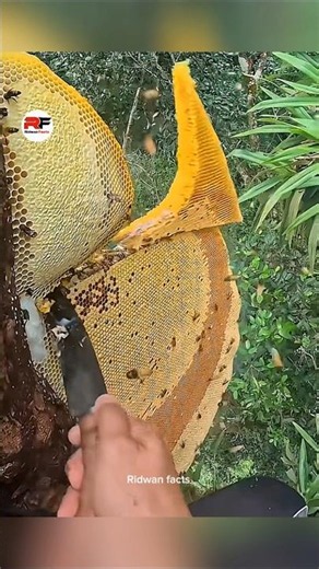 The truth about harvesting honey bees 🍯😋